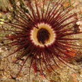 Buceo - profundidades de Elba